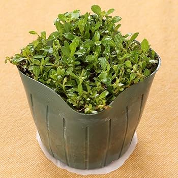 Amazon.co.jp: ミドリス クラピア K5 9cmポット苗 40鉢セット